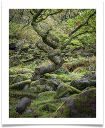 Bendy Tree - Bill Rigby